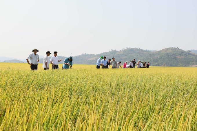 Viet Nam Sells 17 Tons of CO2e Emission Reductions from Rice Cultivation